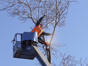 professional tree removal in westport ct